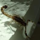 Ohne Preiszuschlag mit Obst mitgekauft